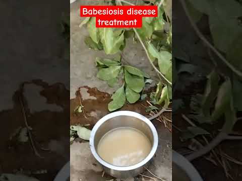 , title : 'RED water treatment of  goat ।। पशुओं में लाल पेशाब का इलाज।। treatment of babesiosis in cattle'