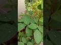 Rimjhim Gire Sawan ️ ️ ️ Song Music Mansoon Rain Shortsfeed