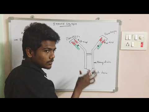 POINT MUTATION BY PHANINDRA GUPTHA