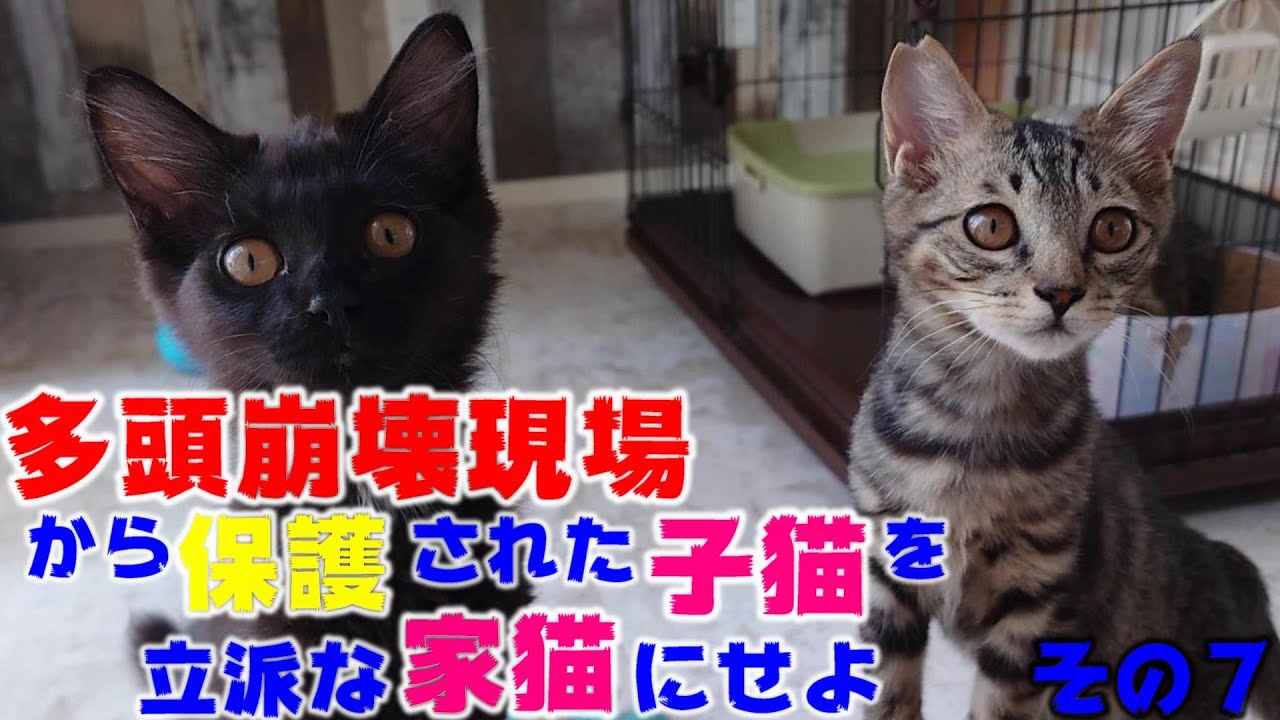 保護から一か月半たった子猫たちの様子　多頭崩壊現場から保護された子猫を立派な家猫に育て上げてみる　その７