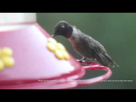 Black-chinned Hummingbirds