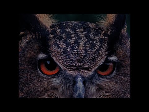 TRAILER B wie Bartleby (Angela Summereder, AT-2025) OmdU