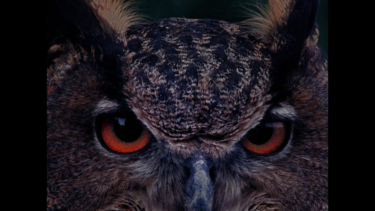 TRAILER B wie Bartleby (Angela Summereder, AT-2025) OmdU