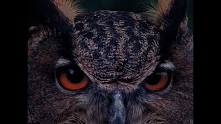 TRAILER B wie Bartleby (Angela Summereder, AT-2025) OmdU