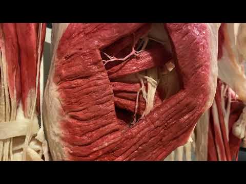 Sciatic Nerve