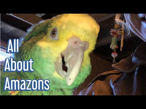 download lagu mp3 mp4 Double Yellow Headed Amazon Parrot Care, download lagu Double Yellow Headed Amazon Parrot Care gratis, unduh video klip Double Yellow Headed Amazon Parrot Care
