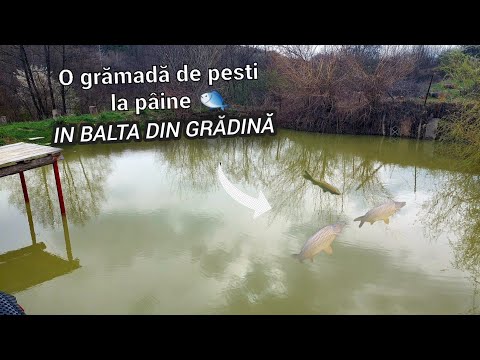 BALTA MEA DIN GRADINA - MULTI CRAPI SI CARASI LA PAINE 🐟🐟