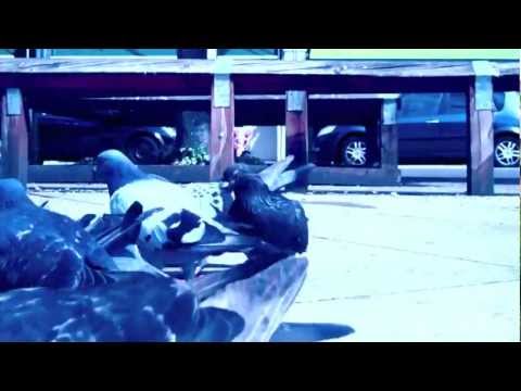 download lagu mp3 mp4 Cowboys In Cardigans Plain Parade, download mp3 Cowboys In Cardigans Plain Parade free download, download mp3 Cowboys In Cardigans Plain Parade