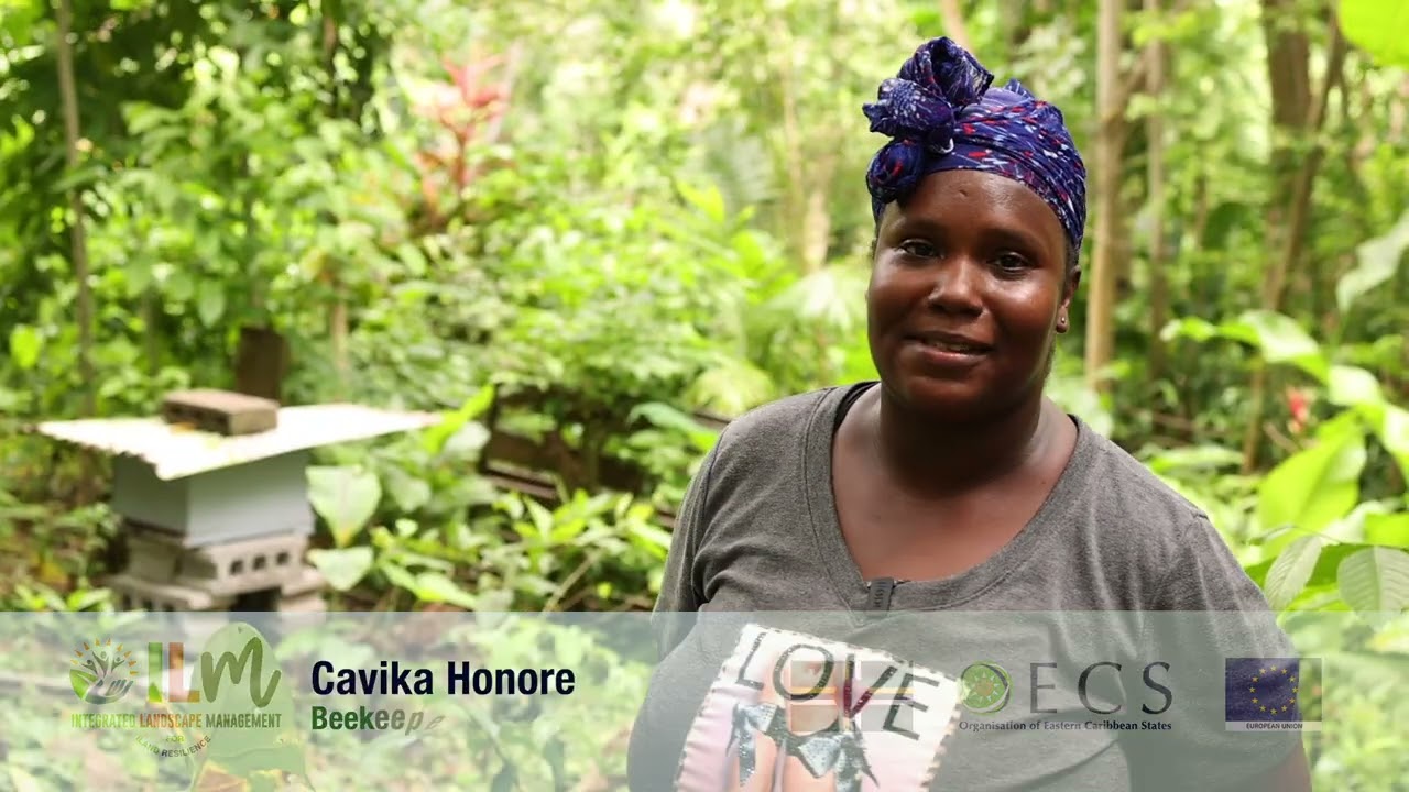 Improving Livelihoods in Tarreau, Dominica through the OECS ILM Project
