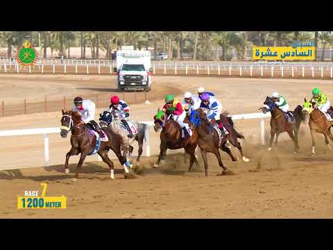 الشوط السابع - السباق السادس عشر- الرحبة 08/03/2019 Race 7-16th meeting
