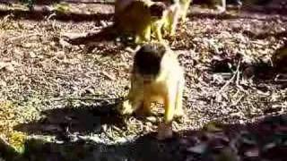 preview picture of video 'Black Capped Squirrel Monkey - Inuyama Monkey Park #2'
