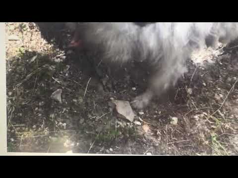 Voglia di Tartufo | Acqualagna (PU) - La nostra Ricerca del Tartufo