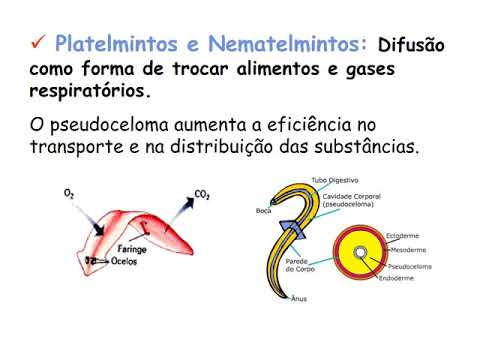 AULA Fisiologia comparada   circulação