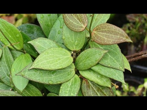 Steve's Leaves Unboxing Hoya Nicholsoniae!