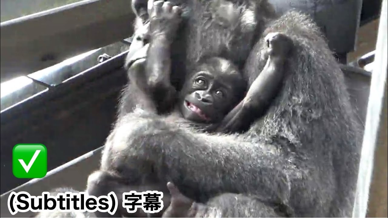 Santaro grits his teeth and tries to break free!｜Momotaro family, gorilla