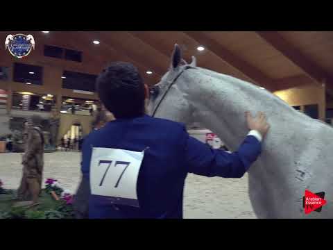 N 77 EK DEHOR   European Championship 2019   Geldings Class 9