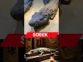 Sobek Egypt God Sri Info Tamil