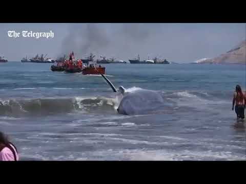 Giant beached blue whale save video