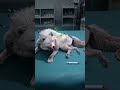 WOLF GAME | Humans really should save more wild animals #wolfgame #shorts