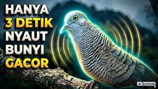 Download lagu Perkutut Lokal Gacor Suara Super Kristal - Pancingan Malas Bunyi  (99%AMPUH BANGET) mp3
