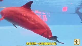 原来珠海这个地方可以看海豚不收费