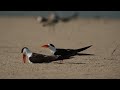 Indian Skimmers Preparing To Nest