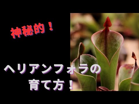 アゲラティナ・アデノフォラについて詳しく解説