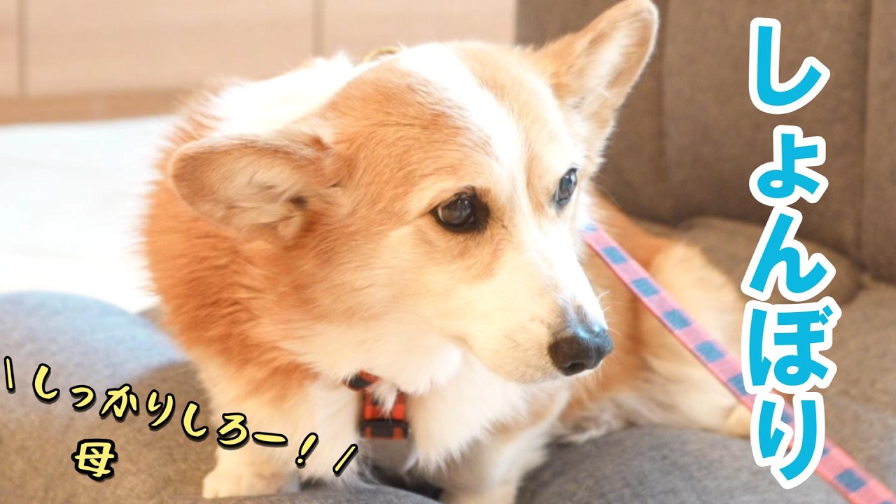 長男が出かけてしまってテンションが100から0になるコーギー犬