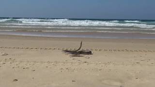 preview picture of video 'nambucca heads - a sea snake filmed at Gaagal Wanggaan (South Beach) National Park'