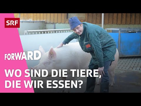 Livestock farming in Switzerland: Where are the animals we eat? | Explained | Forward | Impact | SRF