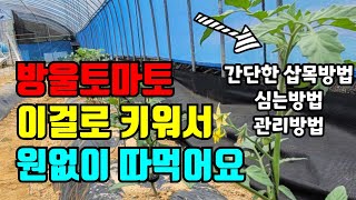 방울토마토 잘 키우는방법 곁순 적심 이렇게 해주면 많이 열려요