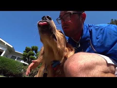 A Day In The Life Of A Dog Trainer (Episode 5) An Inside Look Into Common Dog Problems & Behaviors