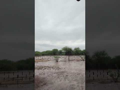 Llueve en santa isabel en la pcia de la pampa siendo las 08:50hs del dia 6/11/25 #lluvia