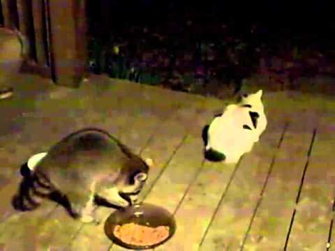 Cats versus Raccoons
