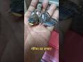Gauraiya Ke Bacche Ki Seva Gauraiya Baby Shorts Ytshorts Shortsviral