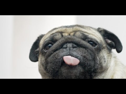 Dog Licker Live Wallpaper FREE Official App Trailer