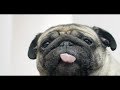 Dog Licker Live Wallpaper FREE Official App Trailer