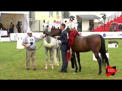 Michalow Stud Celebrate