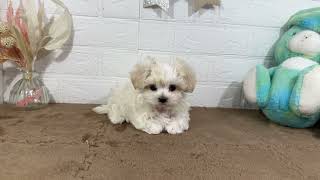 マルチーズの動画01