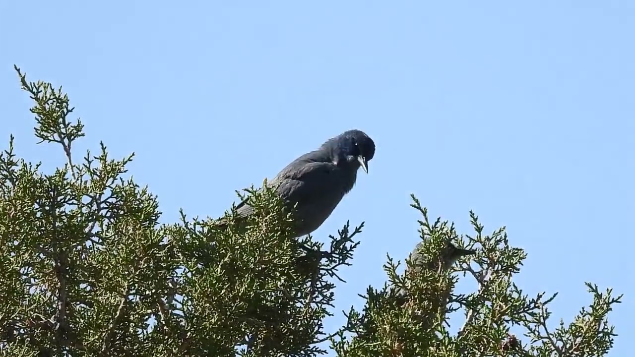 Pinyon Jay vocalizing