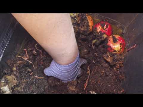 VermiBags at month 3 with 8-month old Nightcrawlers - vermicomposting