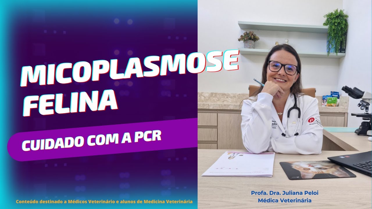 Micoplasmose Felina - E se a PCR continuar positiva?