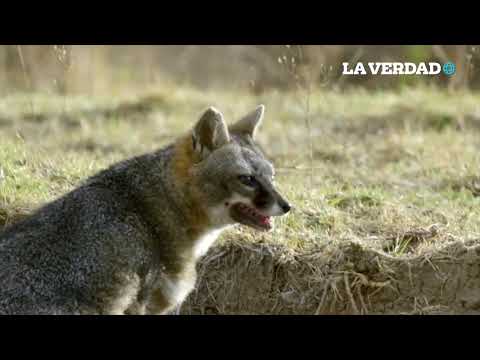 El zorro gris, conocido como cazador solitario.
