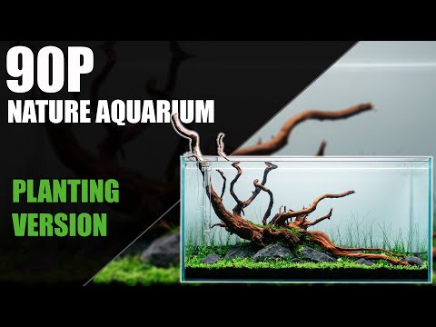 PLANTING A 90P AQUASCAPE