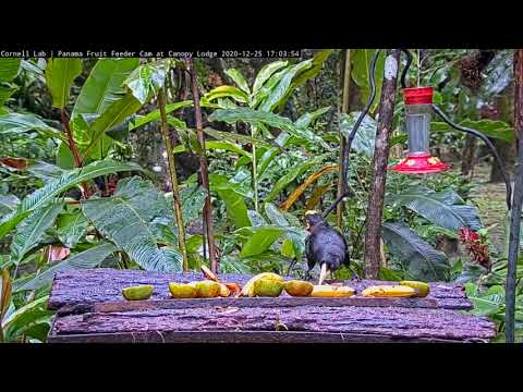 Crested Oropendola vs Rufous Motmot Showdown & Crested's First-Ever Visit to the Feeder Dec 30, 2020