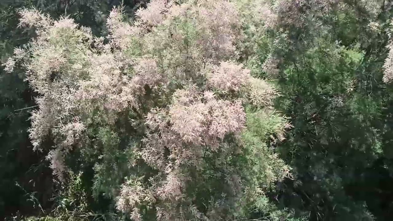 شجرة العسل شجرة الاثل او الطرفاء يجمع منها النحل عسل فاخر