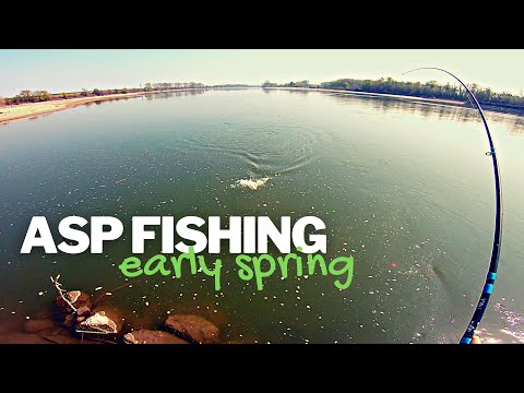 SPINNING for ASP in early spring ... first topwater strike of the year