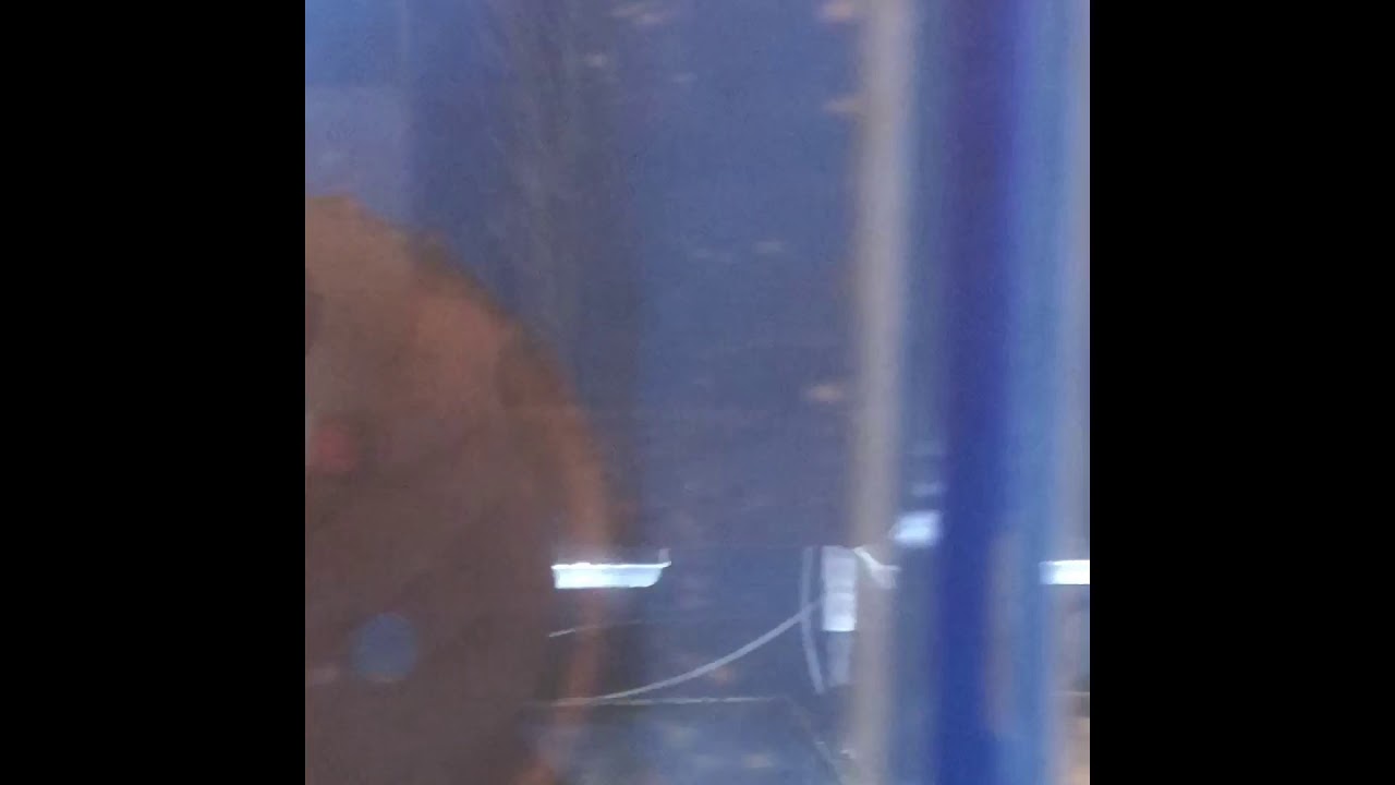 Visit to Sustainable Aquatics