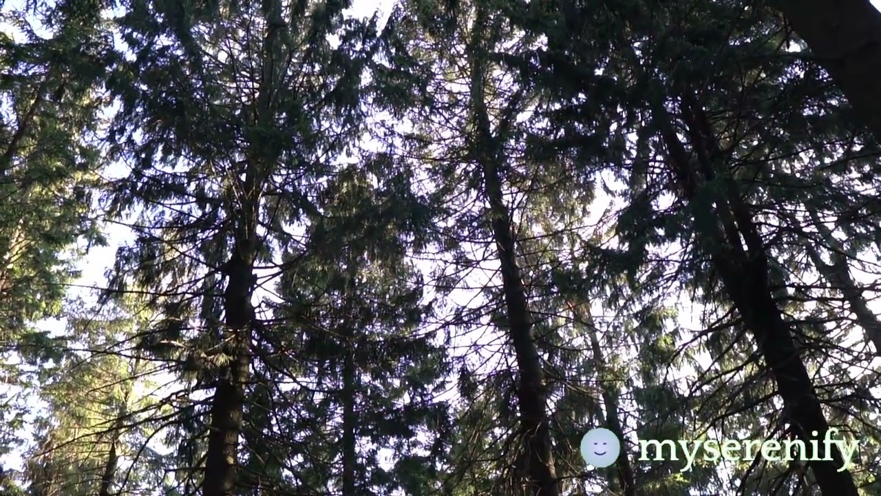 Understanding Meditation in Buddhism