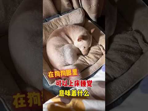 在狗狗眼里可以上床睡觉意味着什么？    #宠物 #科学养宠攻略 #萌宠百科